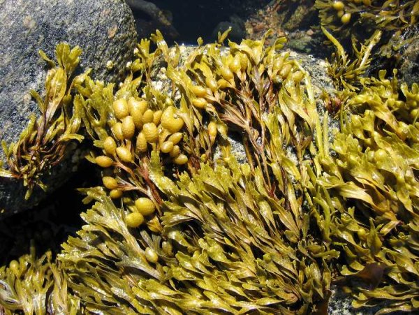 Соловки водоросли ламинария фукус