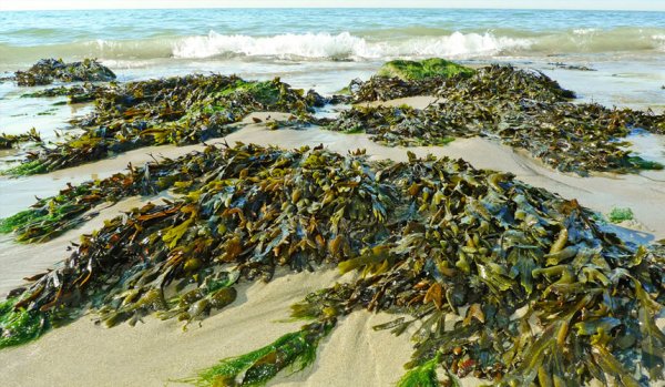 Ламинария Ангустата