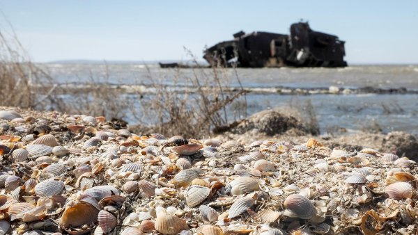 Фауна Аральского моря