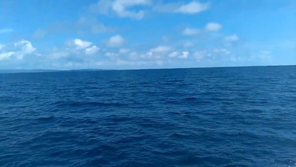 Анимация море с дельфинами