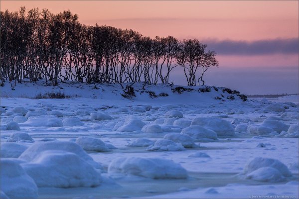 Финский залив зима сосны