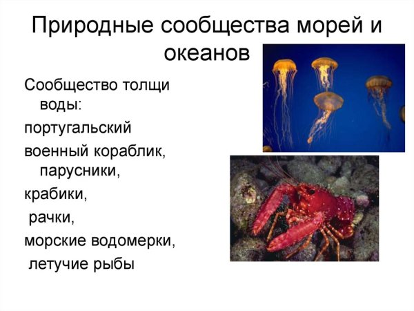 Природное сообщество море и океан