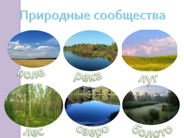 Биоценоз реки