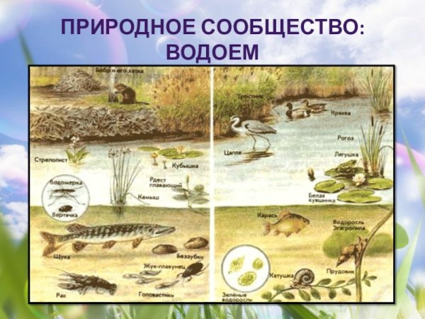 Природные сообщества