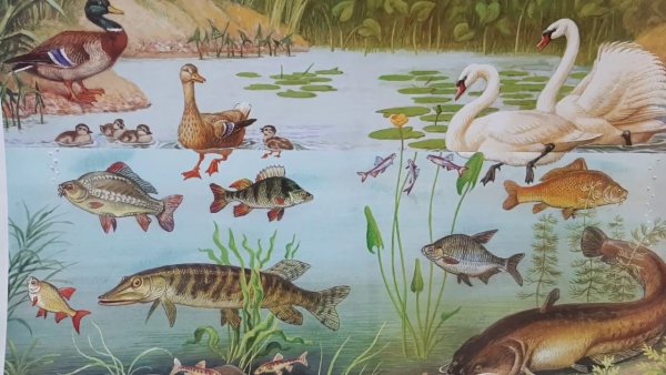 Природные сообщества 5