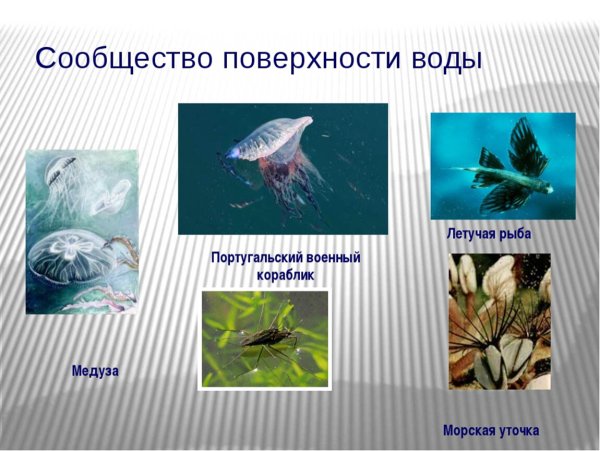 Природное сообщество кораллового рифа