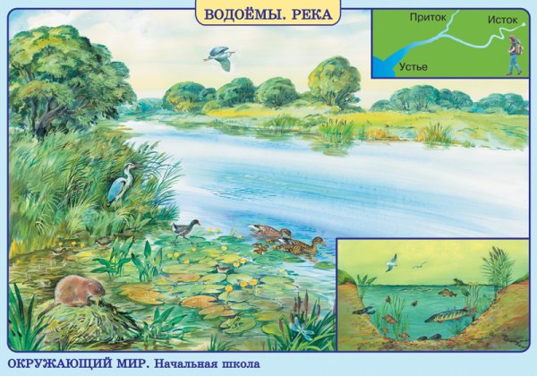 Животный мир пресных водоемов