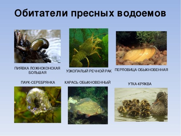 Цепь питания в Арктике