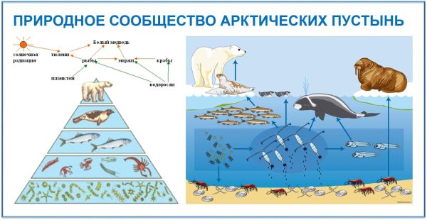 Тема природные сообщества