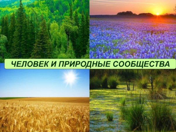 Экосистема примеры