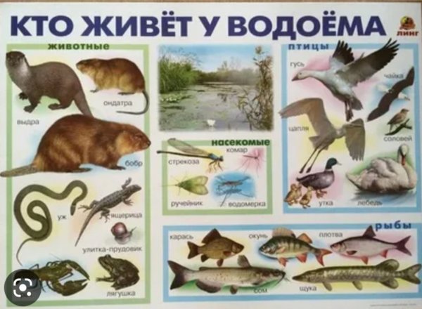 Водная экосистема характеристика