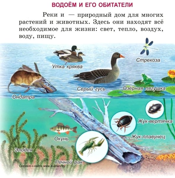 Обитатели поверхности воды