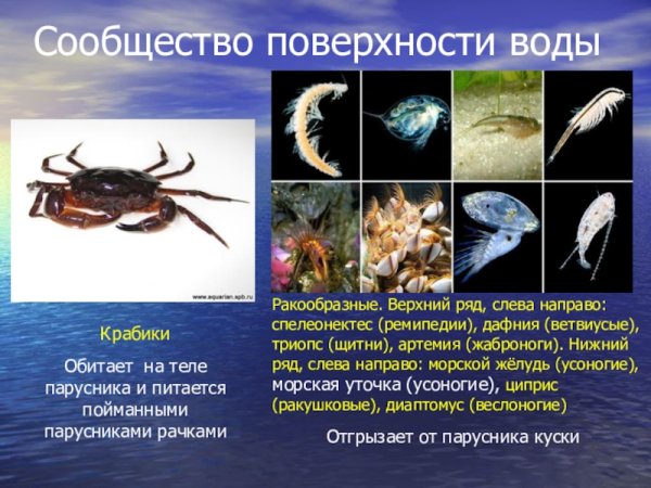 Обитатели водоемов для дошкольников