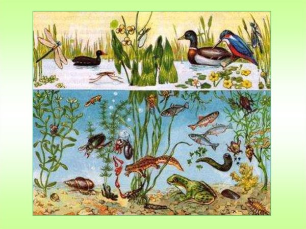 Классификация искусственных водоемов