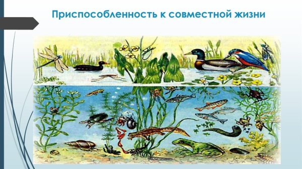 Биогеоценоз пруда схема