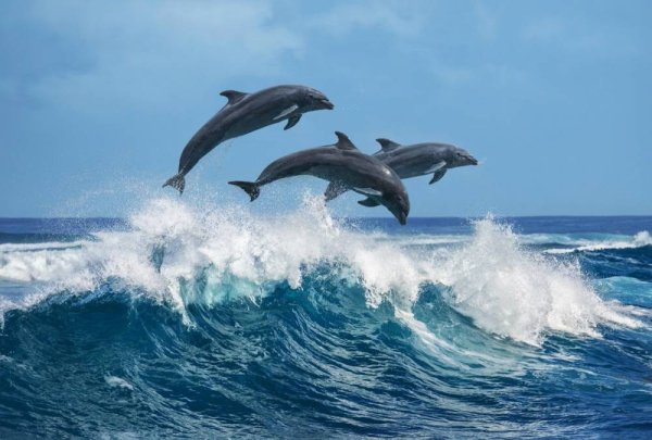 Закат на море с дельфинами