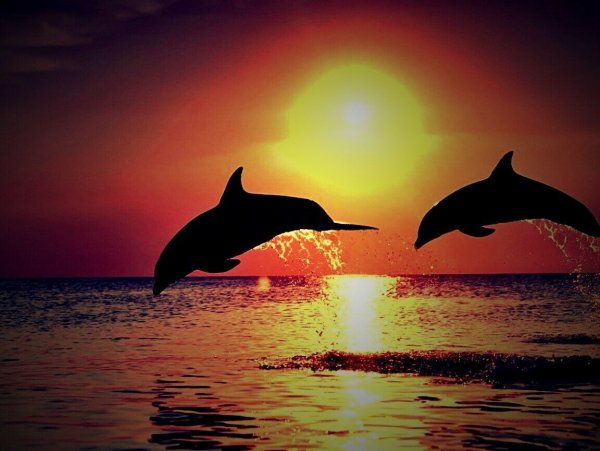 Море пляж дельфины