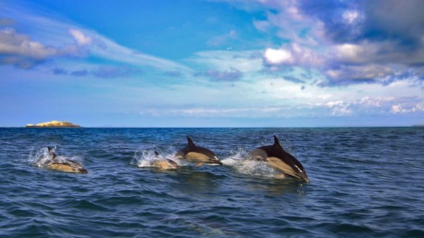 Картинки на рабочий стол дельфины в море