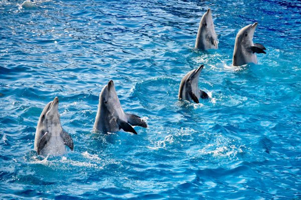 Дельфин-Афалина Тенерифе