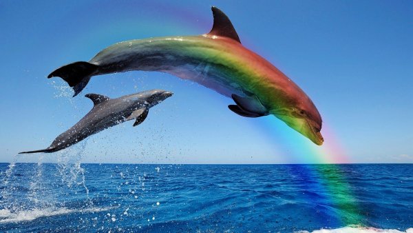 Дельфины в море