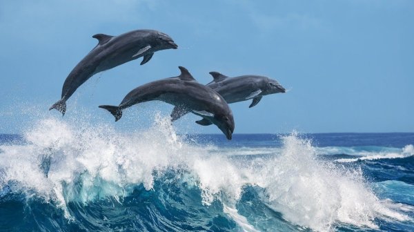 Карибское море дельфины