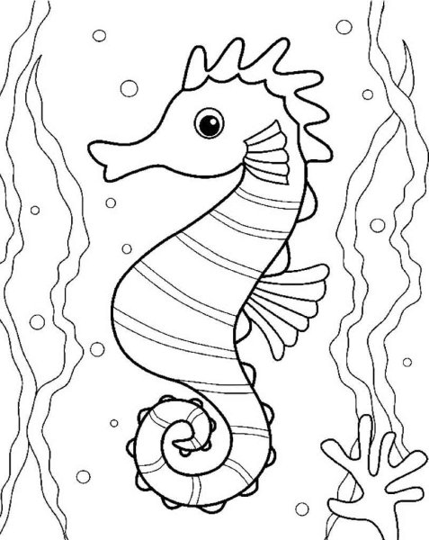 Раскраска морские обитатели