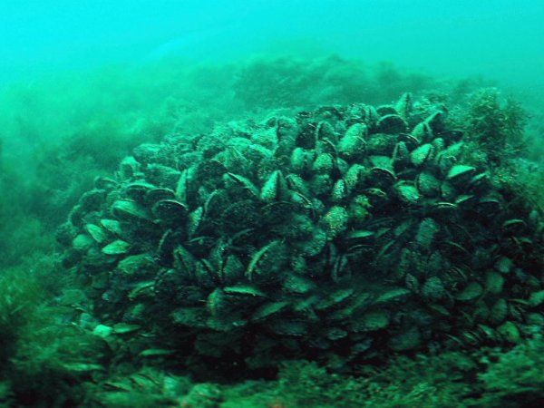 Устрица Черноморская Живая