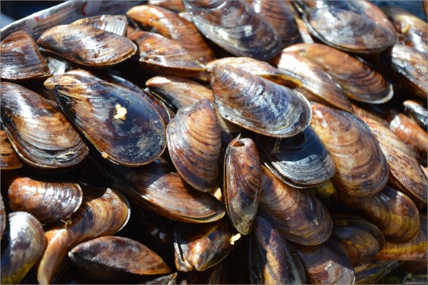 Морские мидии черное море