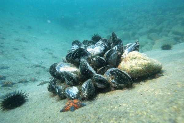 Охотское море устрицы