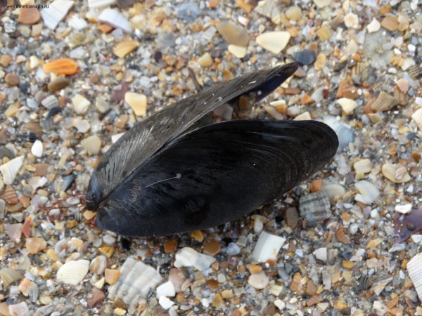 Двустворчатые моллюски черного моря