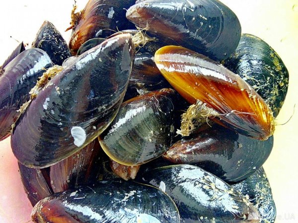 Мидия Черноморская вылов