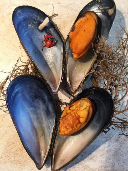 Мидии Черноморские