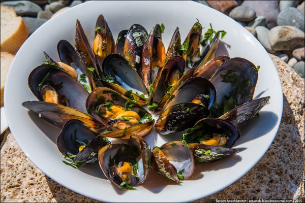 Мидии Черноморские
