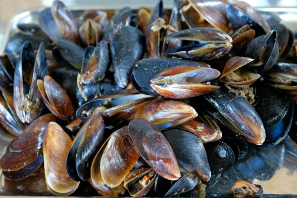 Устрицы Черноморские