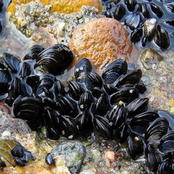 Мидии в море