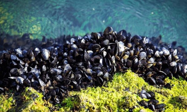 Мидии черного моря