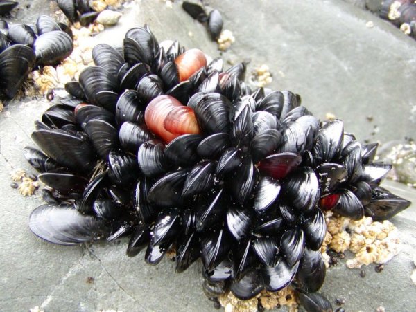 Мидии рапаны устрицы