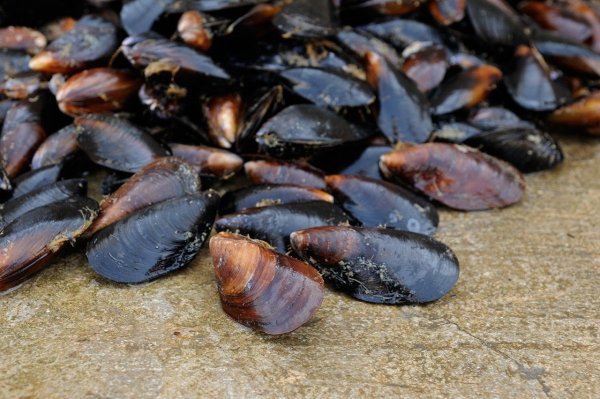 Мидийно устричная ферма Кацивели