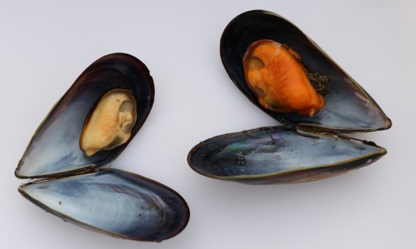 Личинка мидии Mytilus edulis