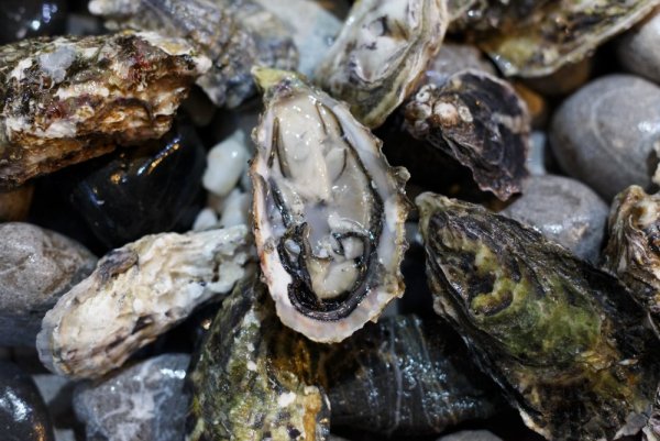 Крымская устричная ферма