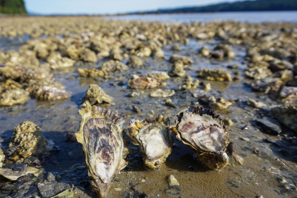 Мидии озера Буссе