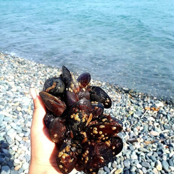 Морские мидии черное море