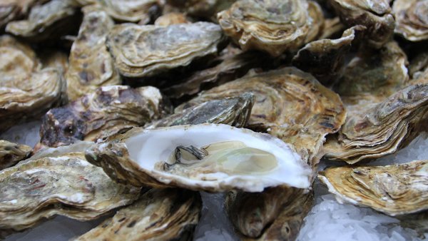 Устрицы Черноморские