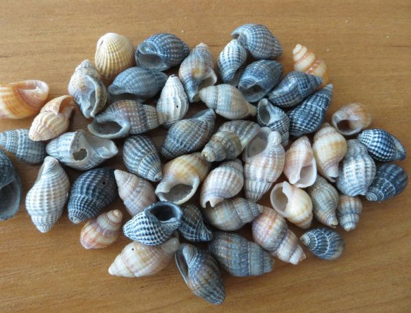 Моллюск рапана Азовское море