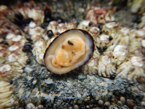 Моллюски черного моря