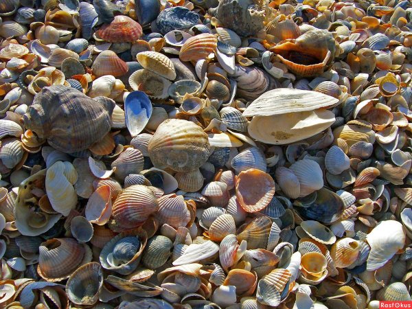 Рапан Черноморский