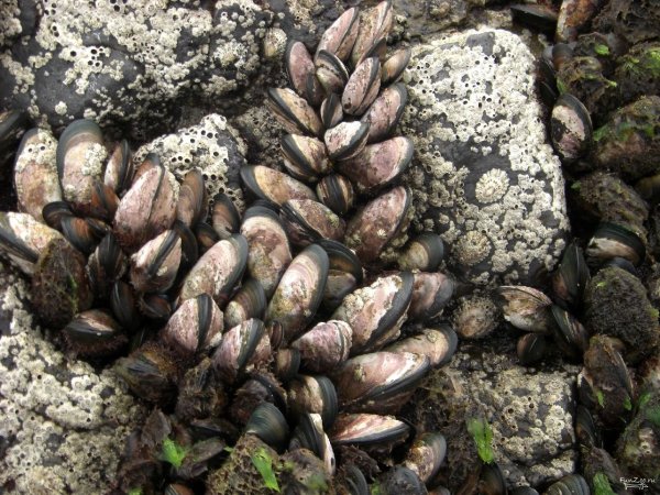 Устрицы в природе