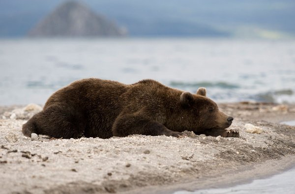 Одинокий медведь