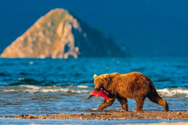 Курильское озеро медведи