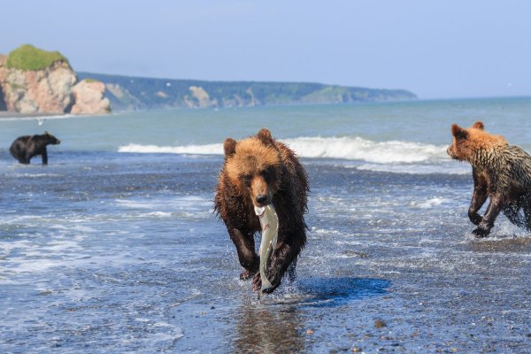 Бурый медведь Сахалин